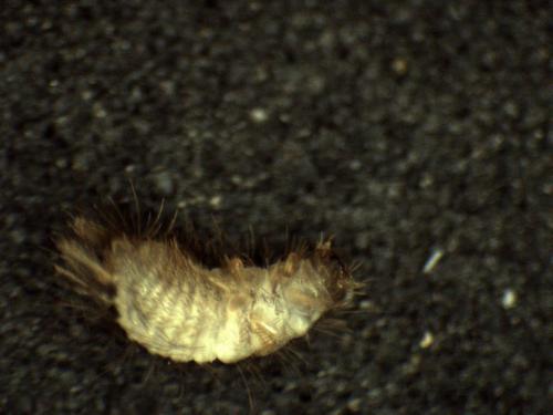 Anthrenus sp.